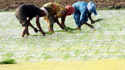 The increasing biannual paddy cultivation, particularly in Pilibhit district, has led to drying up of ground-fed Gomti River at many places. (HT File)