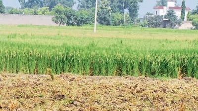 Addressing the gathering, BKU (Ekta Ugrahan) Ludhiana district president Saudagar Singh Ghudani said the protest against the authorities at Kot Aga village in Dehlon has reached the 48th day (HT FILE)