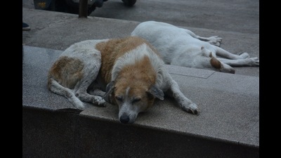 Residents of Seawoods Estates Limited oppose the Navi Mumbai Municipal Corporation’s action of relocating stray dogs. (HT FILE PHOTO FOR REPRESENTATIONAL PURPOSE ONLY) Residents of Seawoods Estates Limited oppose the Navi Mumbai Municipal Corporation’s action of relocating stray dogs. (HT FILE PHOTO FOR REPRESENTATIONAL PURPOSE ONLY)