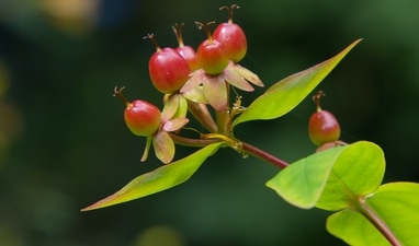 5 plant-based proteins to look out for this monsoon to chase away common cold, flu, fever, viral infections (Phil M) 5 plant-based proteins to look out for this monsoon to chase away common cold, flu, fever, viral infections (Phil M)
