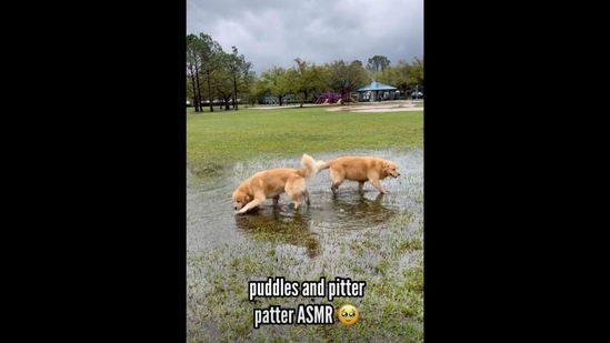 The image, taken from the video posted on Instagram. shows two Golden Retriever dogs, Xena and Finn, playing in the puddles.(Instagram/@goldengirl_xena)