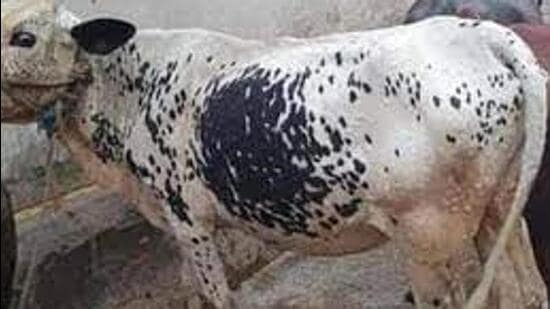 As per the state animal husbandry and dairying department 7,182 cattle have been contracted lumpy skin disease in Haryana. (HT File)