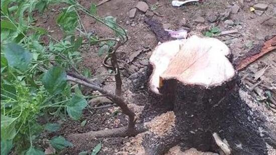 the sandalwood tree chopped by thieves in Kota.photo-ht (REPRESENTATIVE PHOTO)