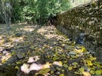 A general view of a weir and dried riverbed near the source of the River Thames, in Kemble, in Gloucestershire, Britain August 10, 2022. &nbsp;(REUTERS)