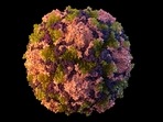 This 2014 illustration made available by the U.S. Centers for Disease Control and Prevention depicts a polio virus particle.(AP) This 2014 illustration made available by the U.S. Centers for Disease Control and Prevention depicts a polio virus particle.(AP)