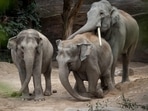 Asian elephants (Elephas maximus) are seen at Kaeng Krachan elephant park at Zurich zoo.&nbsp;(AFP file photo)