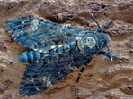 Death’s-head hawk moths is a dark colored insect with yellow underwings and skull-like markings.