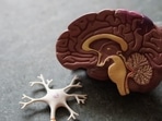 COVID-19 damages the brain cells? Here's what a new study found out