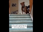 The video shows two Pitbull dogs and a cat was posted on Instagram. (Instagram/@pitbull.party.of.2) The video shows two Pitbull dogs and a cat was posted on Instagram. (Instagram/@pitbull.party.of.2)