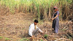 Le ministre en chef du Pendjab, Bhagwant Mann, a déclaré que les arriérés restants des producteurs de canne à sucre étaient de <span class=