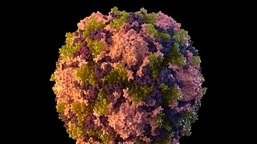 This 2014 illustration made available by the U.S. Centers for Disease Control and Prevention depicts a polio virus particle.