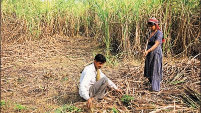Punjab chief minister Bhagwant Mann said that the remaining arrears of sugarcane farmers were ₹195.60 crore and he had promised the farmers that out of this ₹100 crore will be paid by August 15 this year and the remaining ₹95.60 cores will be cleared by September 7 (Hindustan Times Media) Punjab chief minister Bhagwant Mann said that the remaining arrears of sugarcane farmers were ₹195.60 crore and he had promised the farmers that out of this ₹100 crore will be paid by August 15 this year and the remaining ₹95.60 cores will be cleared by September 7 (Hindustan Times Media)