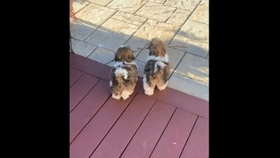 The image, taken from the Reddit video, shows the two dogs carrying a stick. (Reddit/@hahagnarlydude)