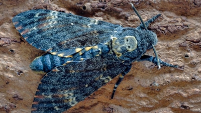 Death’s-head hawk moths is a dark colored insect with yellow underwings and skull-like markings. (Image by Ian Lindsay from Pixabay)