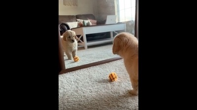 The image shows a Golden Retriever dog meeting ‘another pooch’ in the mirror while fetching a ball. The image has been taken from the video shared on Instagram. (Instagram/@weratedogs) The image shows a Golden Retriever dog meeting ‘another pooch’ in the mirror while fetching a ball. The image has been taken from the video shared on Instagram. (Instagram/@weratedogs)