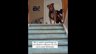 The video shows two Pitbull dogs and a cat was posted on Instagram. (Instagram/@pitbull.party.of.2) The video shows two Pitbull dogs and a cat was posted on Instagram. (Instagram/@pitbull.party.of.2)