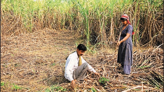 Punjab chief minister Bhagwant Mann said that the remaining arrears of sugarcane farmers were <span class='webrupee'>₹</span>195.60 crore and he had promised the farmers that out of this <span class='webrupee'>₹</span>100 crore will be paid by August 15 this year and the remaining <span class='webrupee'>₹</span>95.60 cores will be cleared by September 7 (Hindustan Times Media)