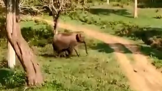 World Elephant Day:&nbsp; The image, taken from the Twitter video, shows the mama elephant with her twin babies crossing a road. (Twitter/@susantananda3)