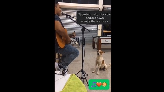 The image has been taken from the video posted on Instagram. It shows the dog listening to live music in a bar.&nbsp;(Instagram/@goodnewscorrespondent)