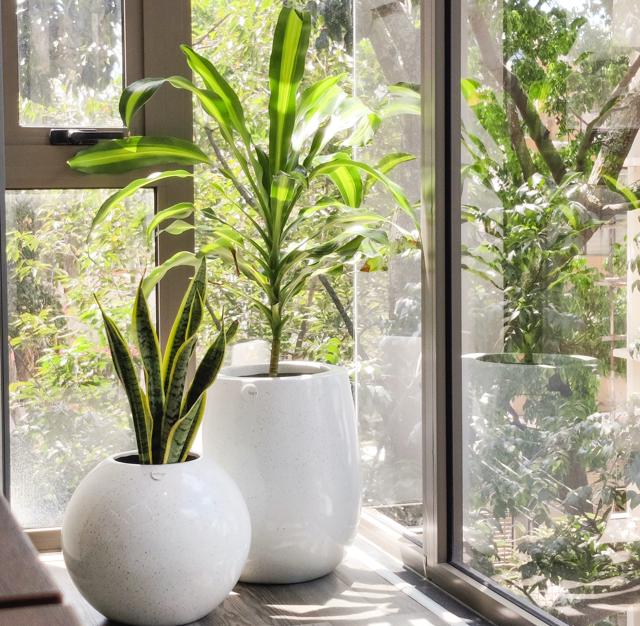 A plant in a beautiful planter will bring even the dullest of spaces to life. (The beautiful handcrafted, custom-made teardrop and cosmos planters by Studio Palasa) A plant in a beautiful planter will bring even the dullest of spaces to life. (The beautiful handcrafted, custom-made teardrop and cosmos planters by Studio Palasa)