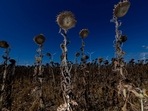 Wind turbines near a field of sunflowers, destroyed by drought caused by a heat wave, near Luckau, Germany, amid drought conditions.(Bloomberg)