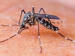 Chikungunya is caused by the chikungunya virus (CHIKV). In addition to excruciating joint pain, fever and rashes, the infection also causes joint swelling, headache, nausea and fatigue. Its pain-related symptoms are similar to rheumatoid arthritis. (HT FILE) Chikungunya is caused by the chikungunya virus (CHIKV). In addition to excruciating joint pain, fever and rashes, the infection also causes joint swelling, headache, nausea and fatigue. Its pain-related symptoms are similar to rheumatoid arthritis. (HT FILE)