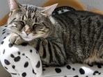 There are many illnesses in cats that are common and some of them can be severe.(Pixabay) There are many illnesses in cats that are common and some of them can be severe.(Pixabay)