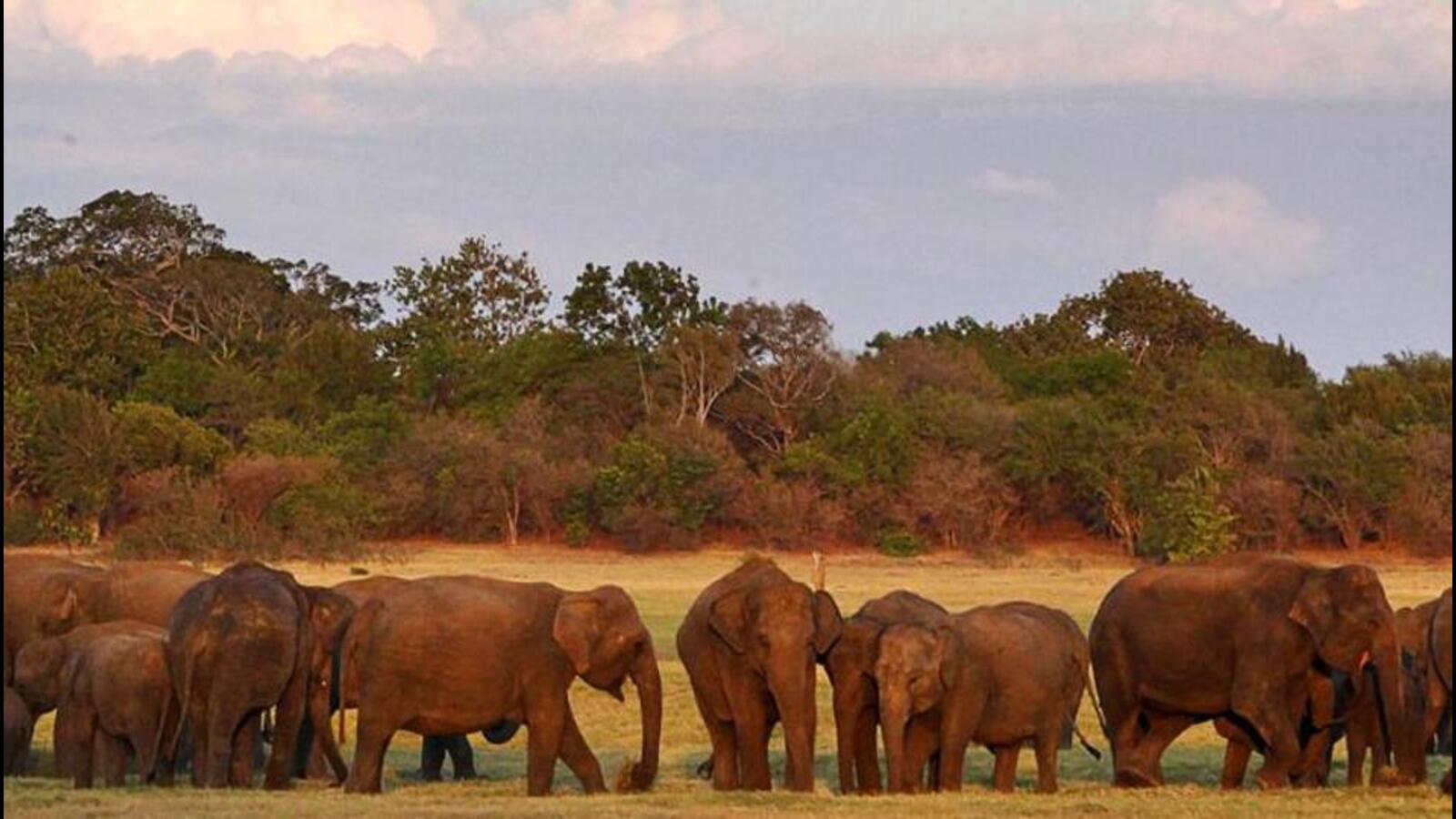 elephant poaching india,elephant poaching in odisha,elephant poaching.