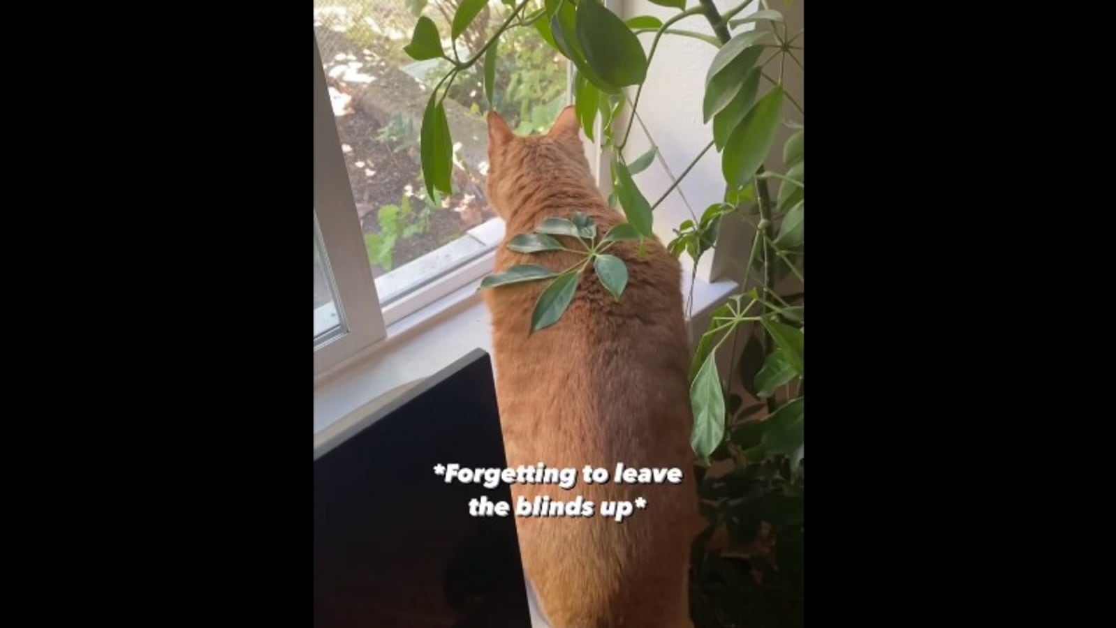 Cat’s ‘hack’ for window blinds make people say he is ‘DIY King’. Watch