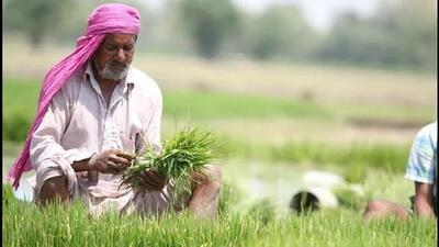 These insecticides were being potential constraint in the export and consumption of rice, especially basmati rice, Punjab agriculture minister Kuldeep Singh Dhaliwal in a statement. (HT File)