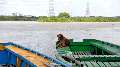 Yamuna flows over danger mark at old Iron Bridge, in New Delhi. (ANI) Yamuna flows over danger mark at old Iron Bridge, in New Delhi. (ANI)