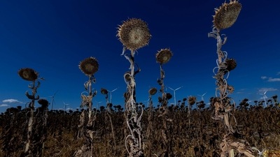 Wind turbines near a field of sunflowers, destroyed by drought caused by a heat wave, near Luckau, Germany, amid drought conditions. (Bloomberg)