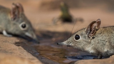 Researchers think the new virus could be spread by the shrew, a small, rat-like mammal (robertharding/picture alliance) Researchers think the new virus could be spread by the shrew, a small, rat-like mammal (robertharding/picture alliance)