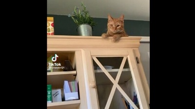 Taken from the Reddit video, the image shows the cat looking at its human while sitting beside a flower pot. (Screengrab)
