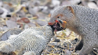 Grey mongoose with a brace of slain teetars. (PHOTO: AVINASH SANT) Grey mongoose with a brace of slain teetars. (PHOTO: AVINASH SANT)