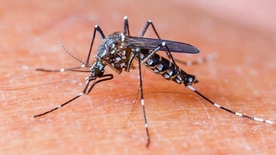 Chikungunya is caused by the chikungunya virus (CHIKV). In addition to excruciating joint pain, fever and rashes, the infection also causes joint swelling, headache, nausea and fatigue. Its pain-related symptoms are similar to rheumatoid arthritis. (HT FILE) Chikungunya is caused by the chikungunya virus (CHIKV). In addition to excruciating joint pain, fever and rashes, the infection also causes joint swelling, headache, nausea and fatigue. Its pain-related symptoms are similar to rheumatoid arthritis. (HT FILE)