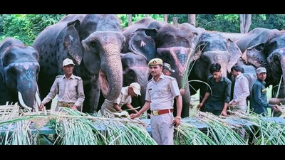 Dudhwa camp elephants enjoying feast on World Elephant Day. (HT photo)