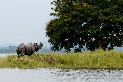 One of the most sought after wildlife holiday destinations in India is the Kaziranga National park. (HT Gallery ) One of the most sought after wildlife holiday destinations in India is the Kaziranga National park. (HT Gallery )