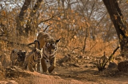 A great vacation spot for you and your loved ones is the well-known Ranthambore National Park. (HT Gallery ) A great vacation spot for you and your loved ones is the well-known Ranthambore National Park. (HT Gallery )