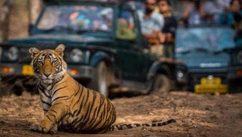 The Corbett National Park is the best location for a wildlife trip. It is India's first national park. (HT Gallery ) The Corbett National Park is the best location for a wildlife trip. It is India's first national park. (HT Gallery )