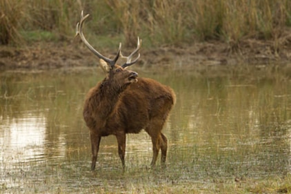 Kanha National Park has the best variety of plant life in the region for those who appreciate lush landscapes and attractive views. (gettyimages) Kanha National Park has the best variety of plant life in the region for those who appreciate lush landscapes and attractive views. (gettyimages)