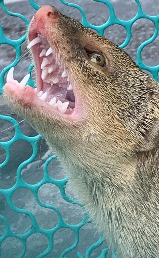 A Grey mongoose’s Draculian dentition. (PHOTO: VIKRAM JIT SINGH) A Grey mongoose’s Draculian dentition. (PHOTO: VIKRAM JIT SINGH)