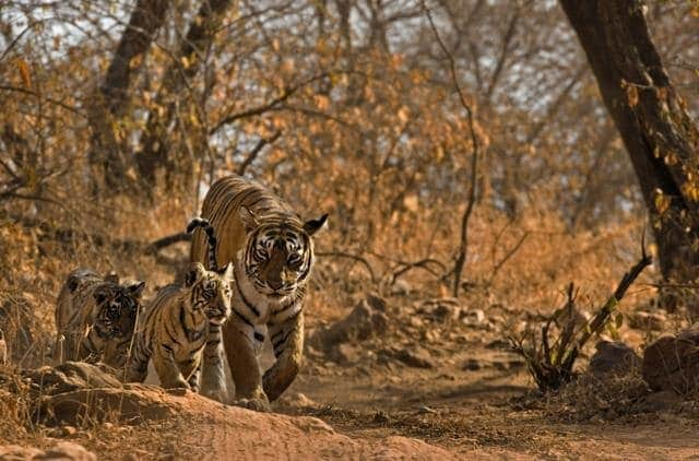 A great vacation spot for you and your loved ones is the well-known Ranthambore National Park.