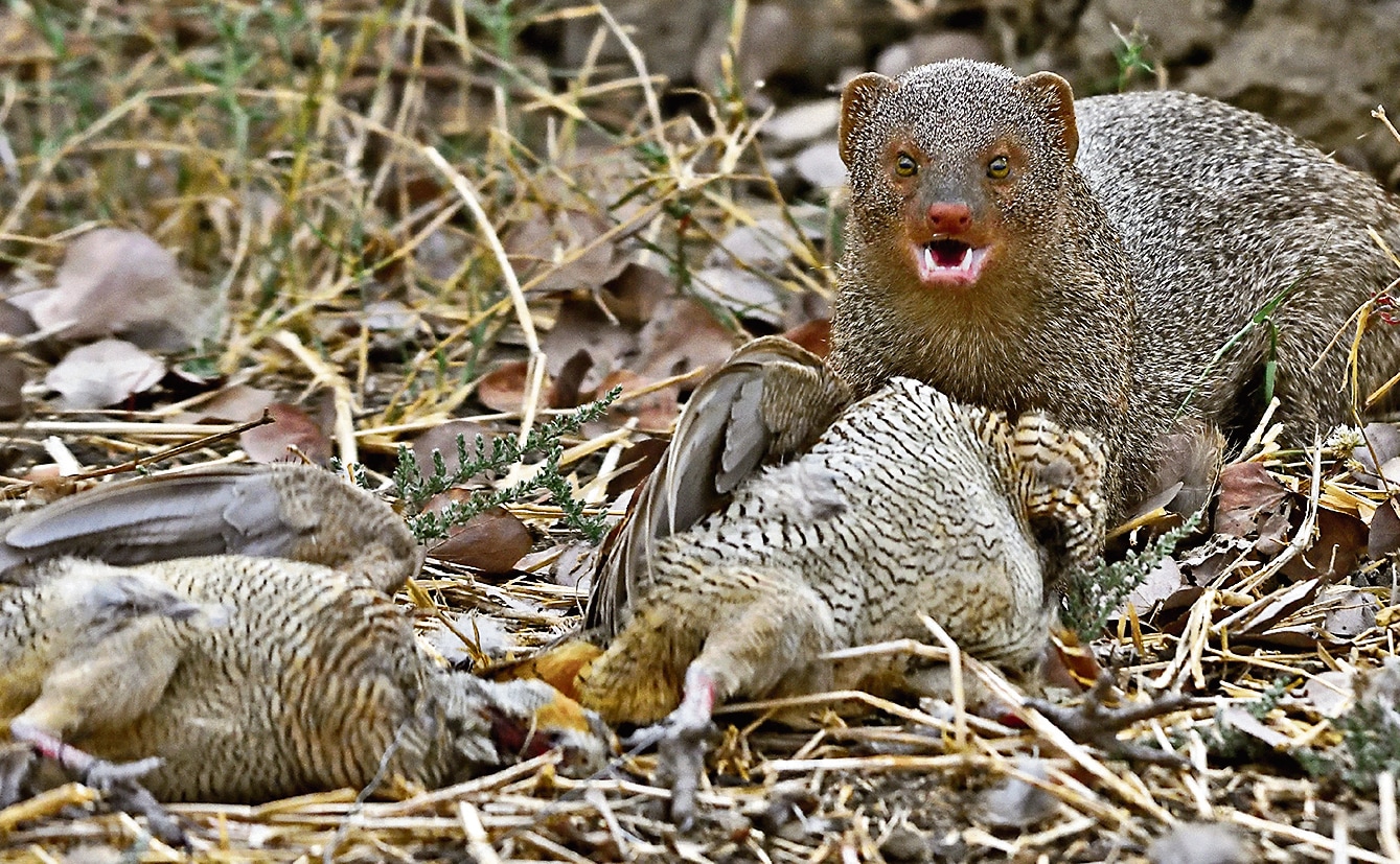 Grey mongoose with a brace of slain teetars. (PHOTO: AVINASH SANT) Grey mongoose with a brace of slain teetars. (PHOTO: AVINASH SANT)