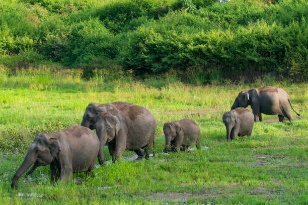 Bandipur National Park has the largest wild elephant habitat in South India and is the largest protected area.  (gettyimages)