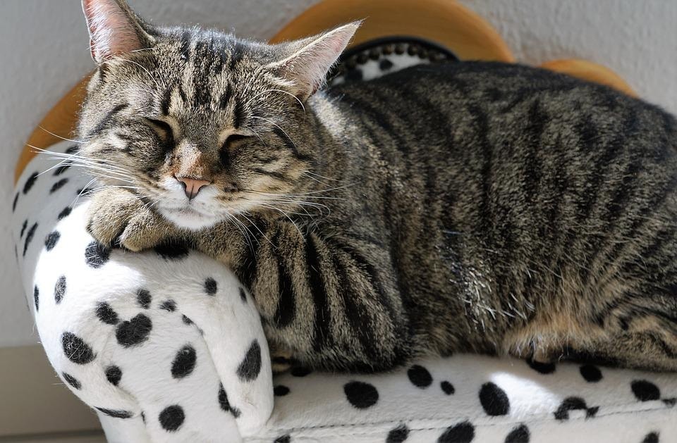 There are many illnesses in cats that are common and some of them can be severe. (Pixabay) There are many illnesses in cats that are common and some of them can be severe. (Pixabay)