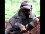 The baby elephant named Nyambeni who was found by a farmer. (Instagram/@sheldricktrust) The baby elephant named Nyambeni who was found by a farmer. (Instagram/@sheldricktrust)