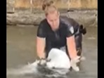 The rescuer saves the swan in the video. The rescuer saves the swan in the video.