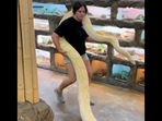 The woman can be seen carrying a huge, albino Reticulated python. (Instagram/@thereptilezoo) The woman can be seen carrying a huge, albino Reticulated python. (Instagram/@thereptilezoo)