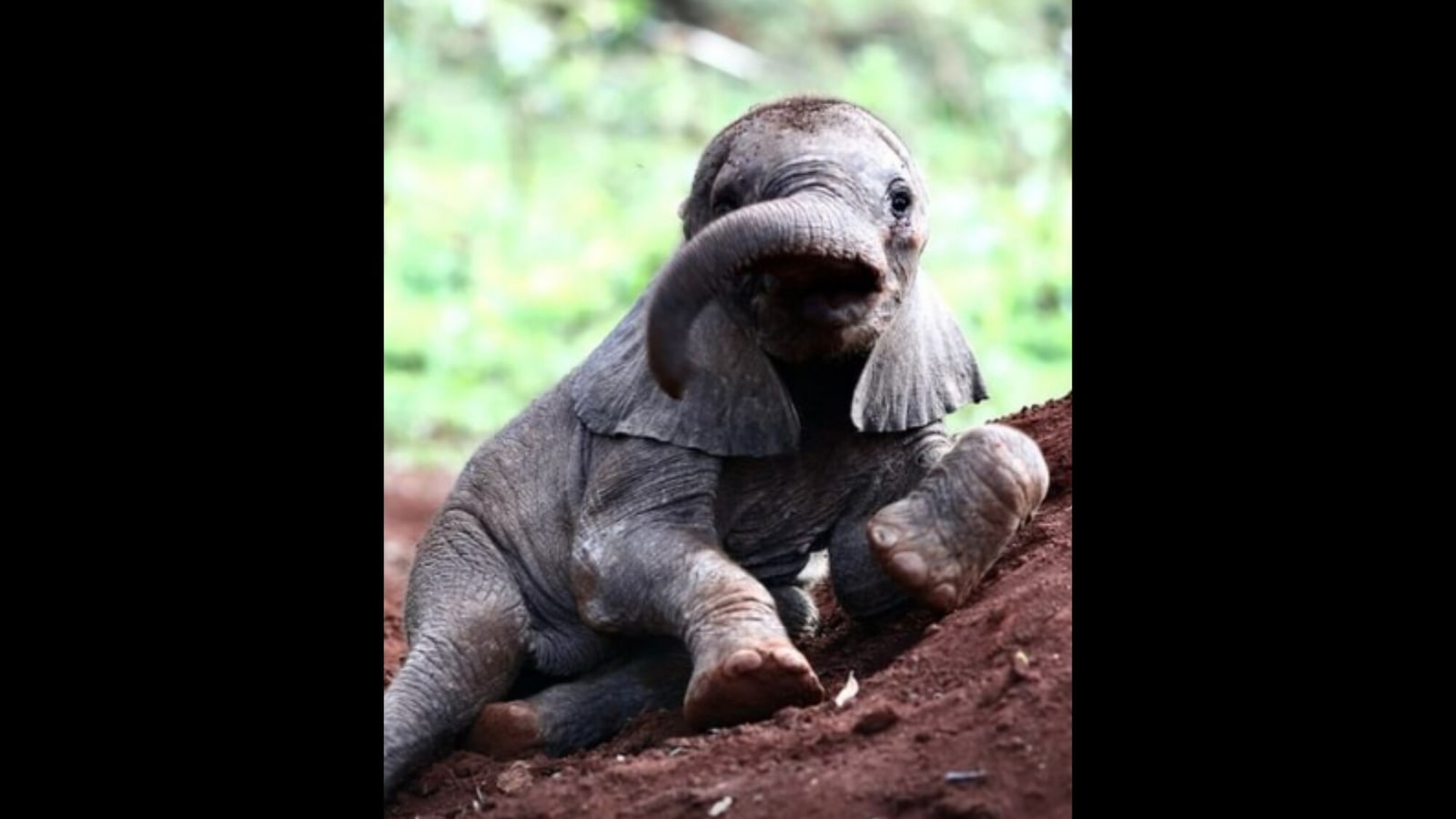 happy baby elephant pictures